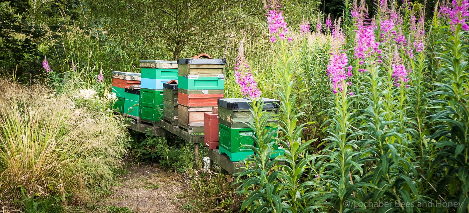 Midsummer in the apiary
