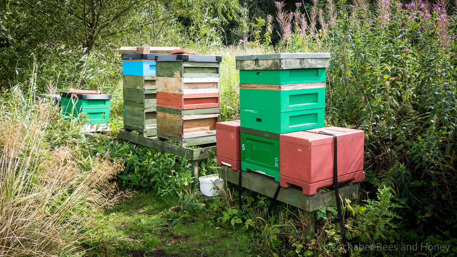Summer in the apiary